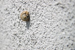 snail- au pair- new- year